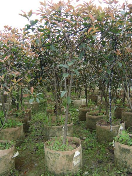 供應(yīng)龍海紅葉石楠球型大量批發(fā)各種規(guī)格*供貨商