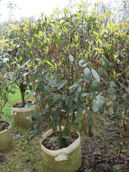 供應(yīng)漳州紅葉石楠袋裝苗*苗3000棵*供應(yīng)基地