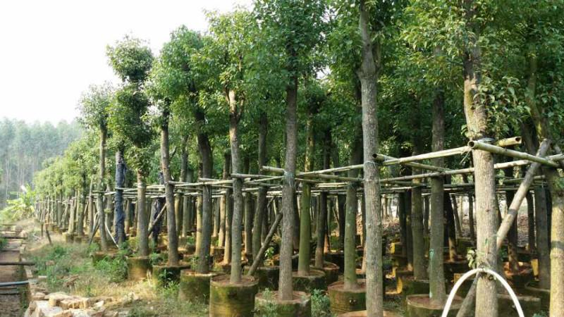 供應(yīng)福建香樟袋裝苗批發(fā)基地漳州香樟供應(yīng)商8分10分15分20分25分