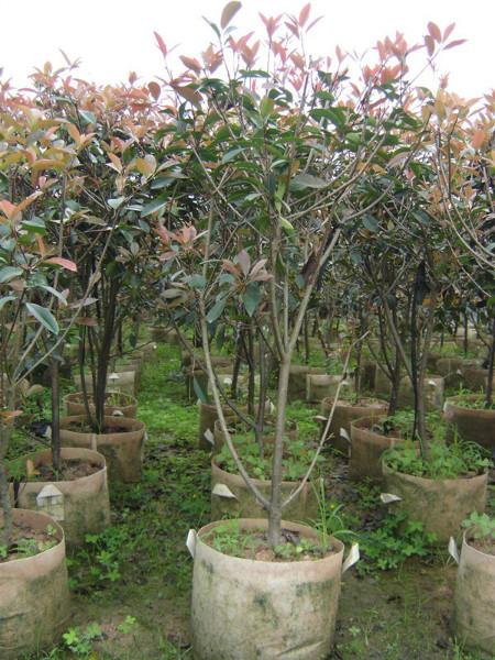 紅葉石楠球圖片/紅葉石楠球樣板圖 (3)