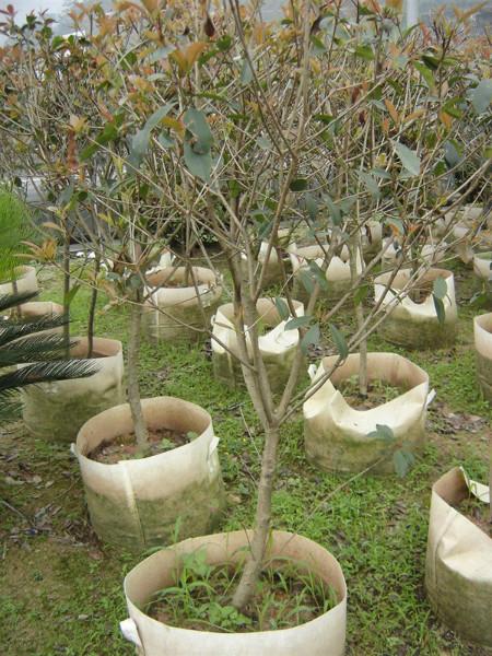 供應(yīng)6000棵一米冠幅紅葉石楠*苗南靖基地