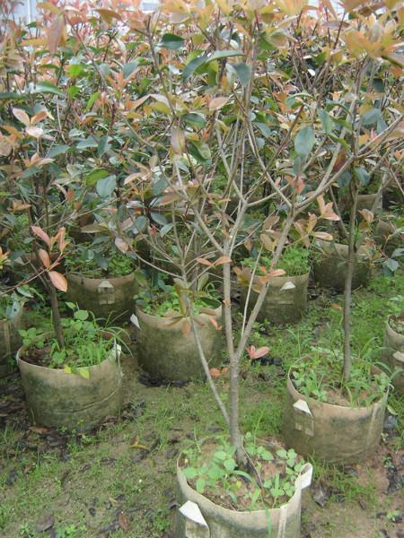 供應(yīng)龍海紅葉石楠球型大量批發(fā)各種規(guī)格*供貨商