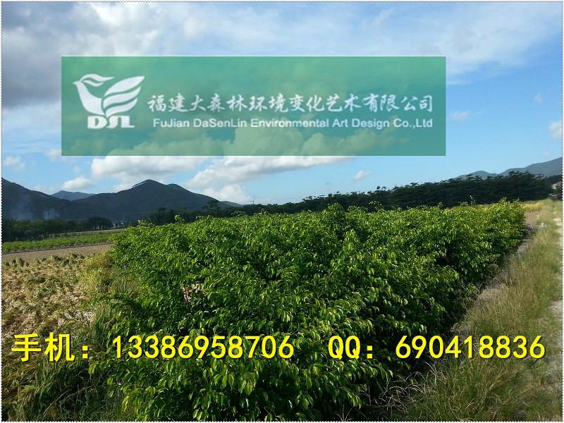 供應(yīng)200公分高垂葉榕漳州*基地800000棵