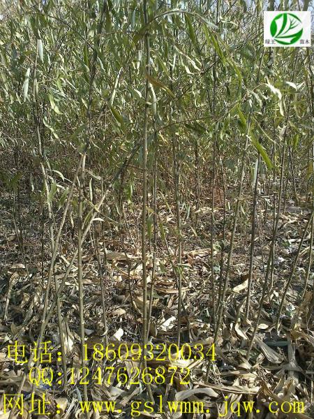 供應(yīng)甘肅垂柳甘肅速生柳甘肅旱柳綠王苗木