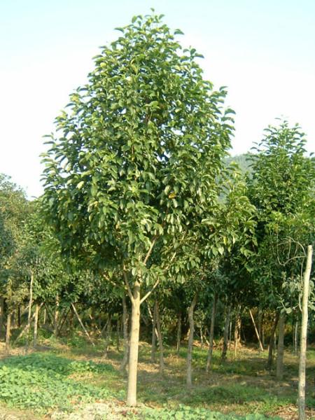 供應(yīng)江西燈臺(tái)價(jià)格、江西燈臺(tái)批發(fā)、江西燈臺(tái)