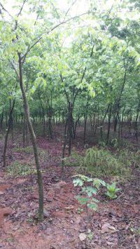 供应江苏红榉树种植基地/句容红榉树供应厂家/句容红榉树价格