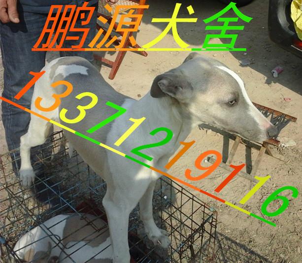 供应河南焦作大型格力犬养殖基地图片