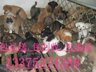 供應(yīng)哪里有*狗仔的