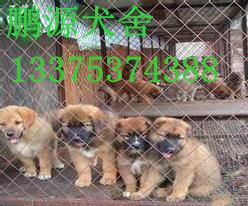 供應(yīng)怎樣才能養(yǎng)好*養(yǎng)*賺錢嗎