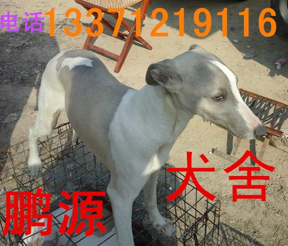 供應(yīng)細(xì)狗馬犬*青犬比特惠比特
