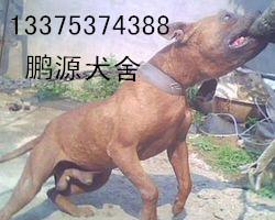 供應江西比特犬養(yǎng)殖技術(shù)比特犬價格