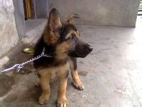 供應(yīng)本溪有賣養(yǎng)殖牧羊犬的嗎