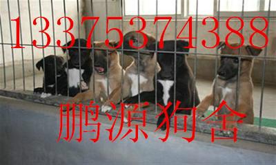 供應(yīng)哪里有*狗仔的