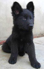 供應(yīng)純種比利時(shí)牧羊犬