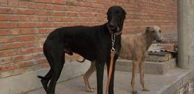 供應(yīng)比特犬馬犬*養(yǎng)殖技術(shù)*成本*行情