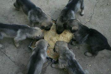 供應￥￥馬犬/馬犬/*馬犬價格/