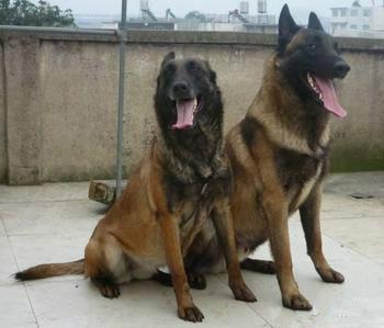 供應(yīng)馬犬比特犬比特犬價(jià)格比特犬養(yǎng)殖視