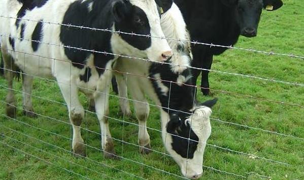 供應(yīng)包頭牛欄網(wǎng)那便宜