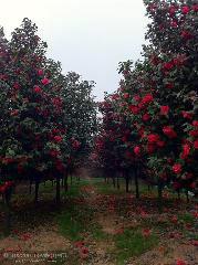 供应珠海茶花批发，四川茶花销售基地