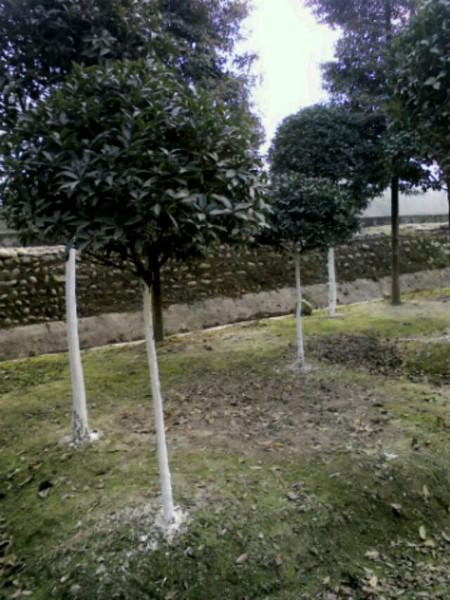 供應(yīng)四川高桿丹桂成都高桿金桂批發(fā)桂花