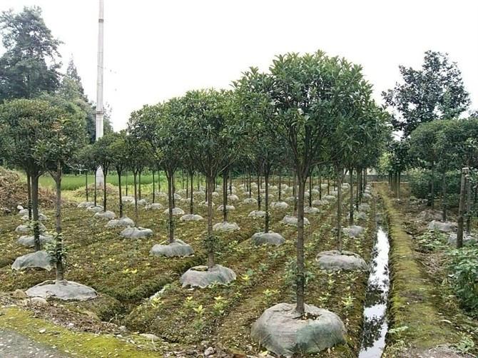 供應(yīng)四川高桿丹桂，四川高桿丹桂批發(fā)，四川高桿丹桂介紹