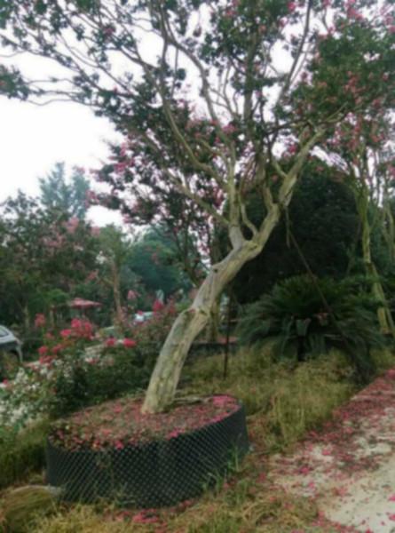 供應(yīng)原生紫薇四川紫薇紅花紫薇批發(fā)