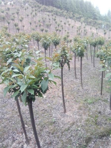 四川晚櫻基地紅花櫻花基地 晚櫻批發(fā)