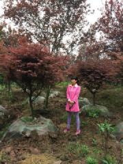 供應(yīng)美國紅楓四川紅楓