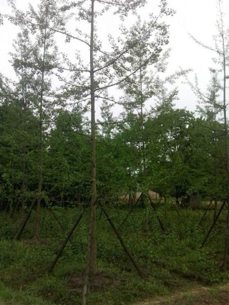 供应银杏树苗种植基地，银杏树苗，银杏树苗销售中心