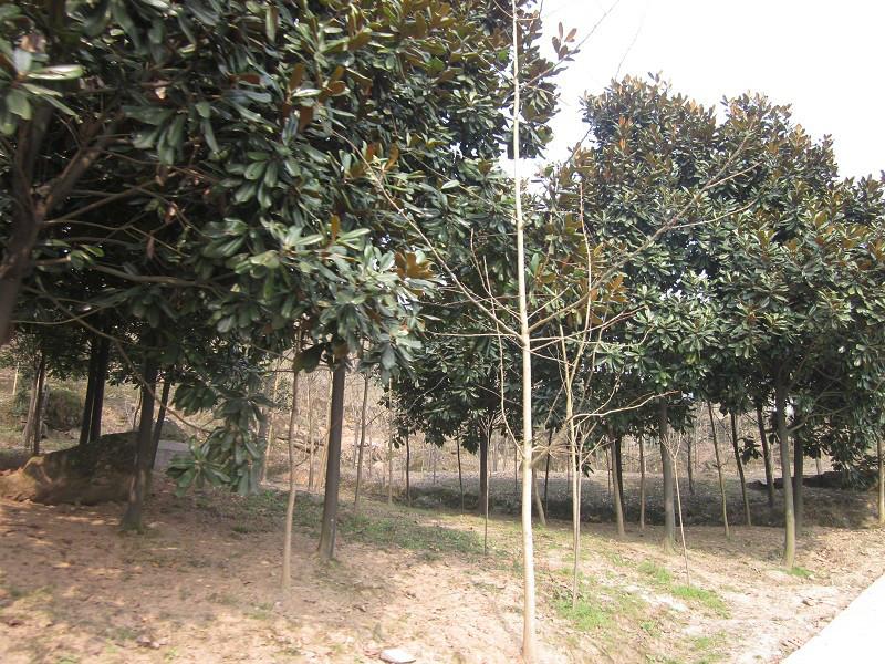 廣玉蘭苗木圖片/廣玉蘭苗木樣板圖 (2)