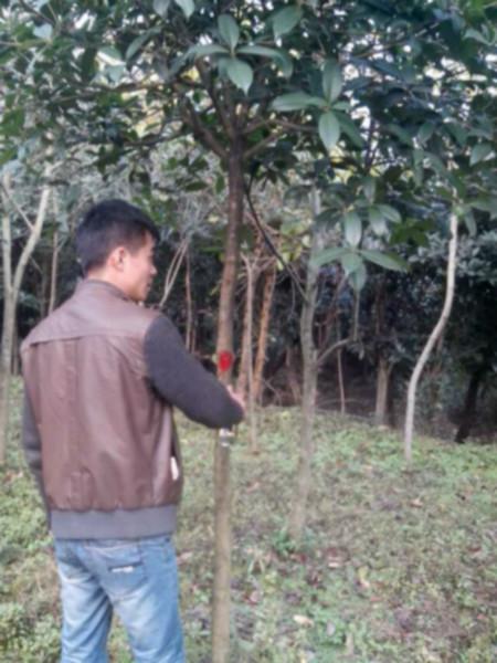 供應(yīng)高桿桂花高桿八月桂批發(fā)桂花基地