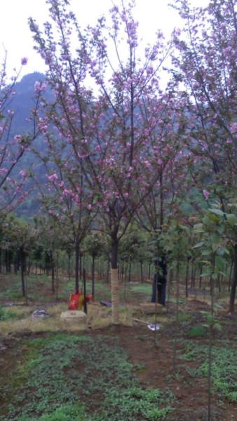 供應(yīng)成都紅葉櫻花種植基地，紅葉櫻花批發(fā)價(jià)，紅葉櫻花價(jià)格