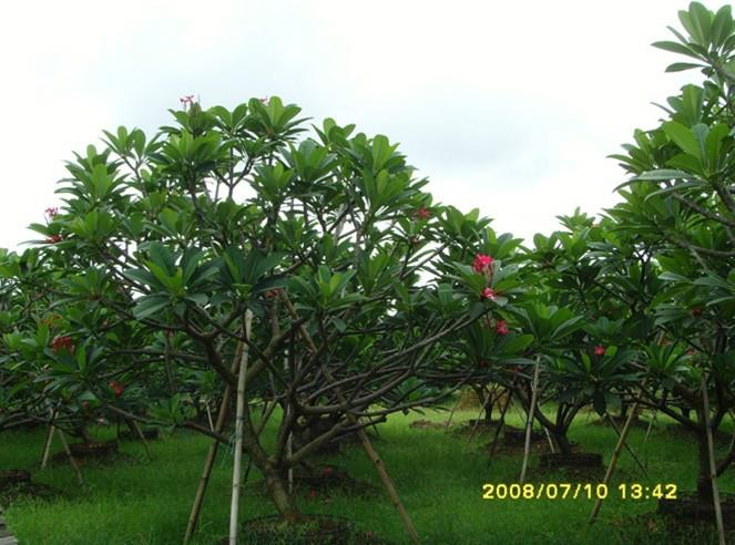 重庆鸡蛋花批发，重庆鸡蛋花价格，重庆鸡蛋花种植基地，重庆鸡蛋花供应商，重庆鸡蛋花苗木，重庆鸡蛋花量大从优，批发报价