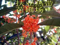 高倍率珍珠番石榴苗 廣西珍珠番石榴苗多少一棵  臺灣珍珠番石榴種苗