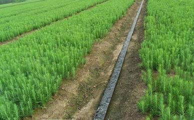 供應(yīng)日本落葉松