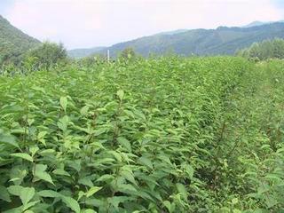 供應(yīng)紫葉稠李 紫葉李  東北紫葉李苗