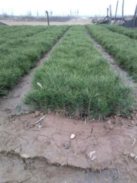 供應(yīng)優(yōu)質(zhì)白皮松小苗