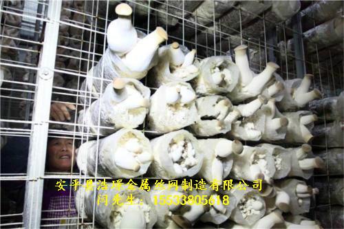 供應(yīng)蘑菇養(yǎng)殖用鐵絲電焊浸塑網(wǎng)片