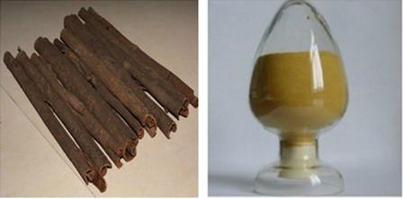 椿皮提取物圖片