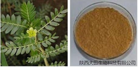 刺蒺藜提取物图片