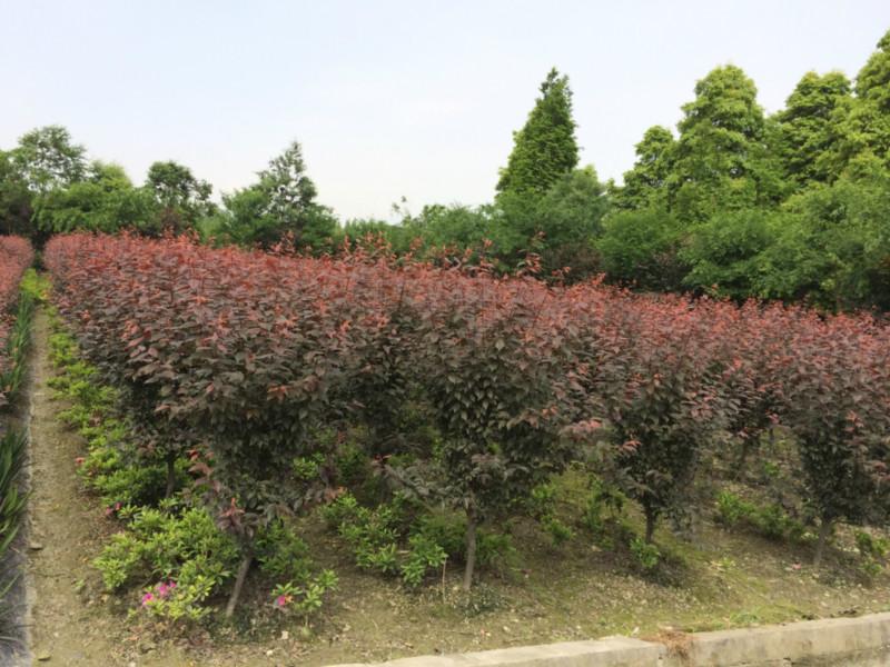 供应低分枝红叶李，成都低分枝红叶李，成都低分枝红叶李基地