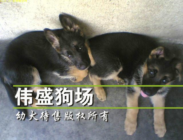 广州哪里有卖好的德牧犬图片