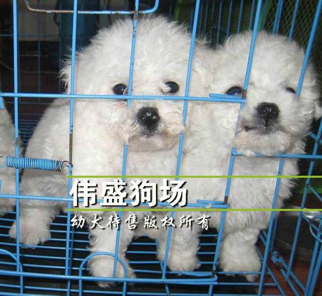 供应纯种比熊犬广州哪里有卖比熊犬