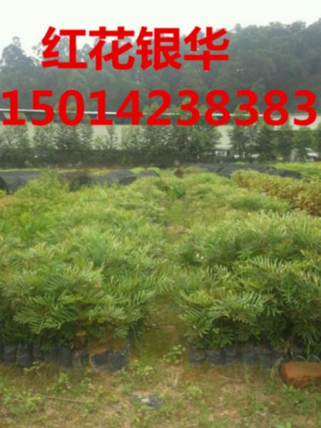 批發(fā)出售紅花銀樺圖片