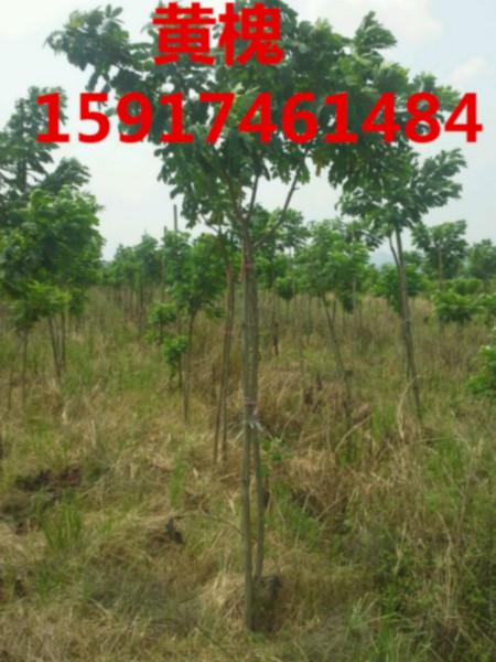 黃槐優(yōu)惠批發(fā)圖片