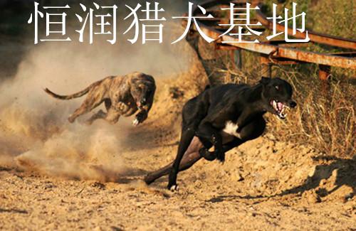 哪里有卖灵缇犬的