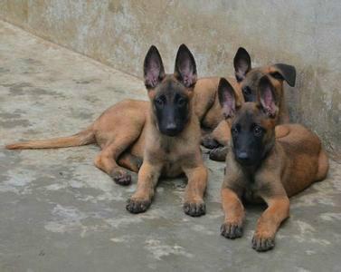 哪里有卖马犬幼犬的