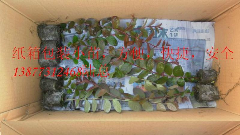供應(yīng)苗木紅火箭紫薇