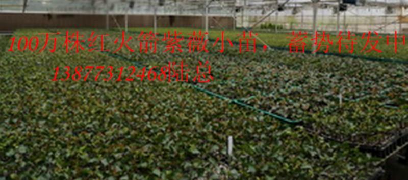 速生紫薇苗木種植基地圖片