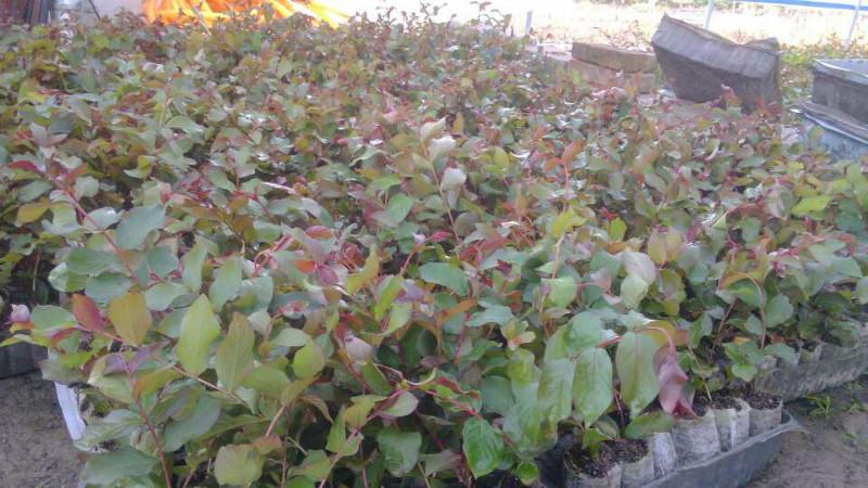 供應(yīng)廣東中山紅火箭紫薇苗